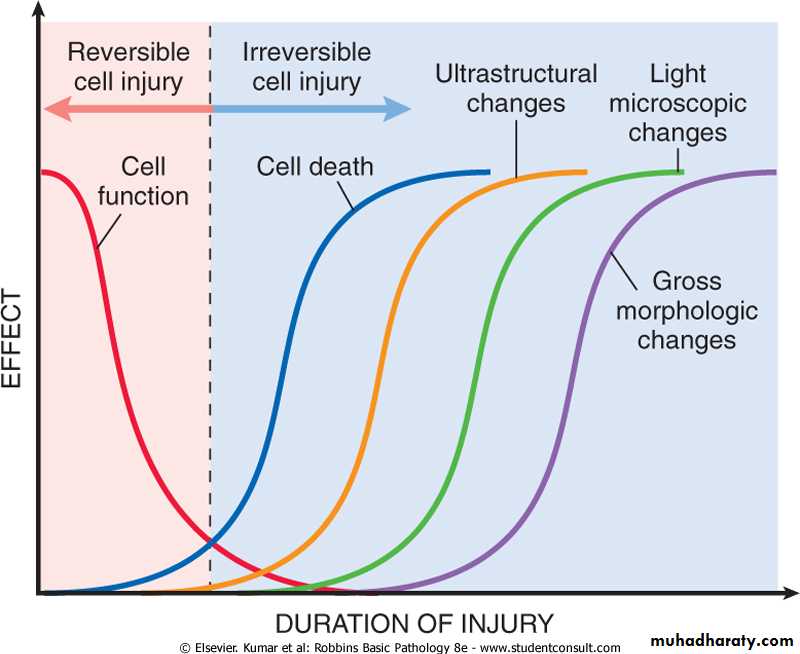 Cell Injury