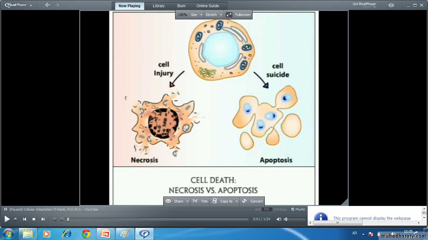 Cell Injury