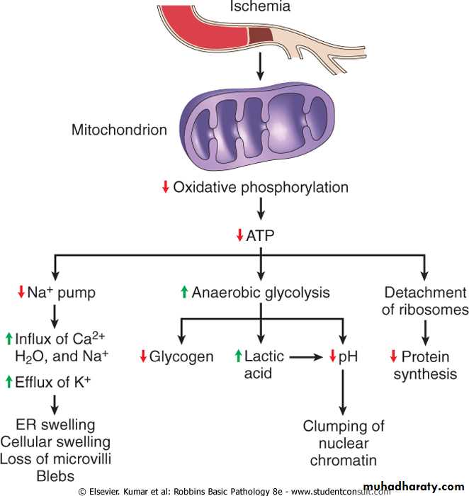 Cell Injury