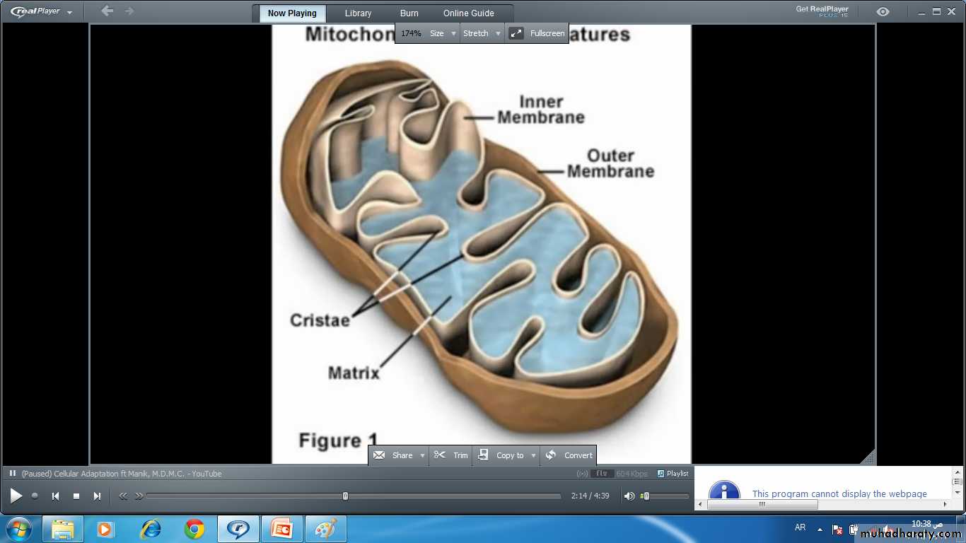 Cell Injury