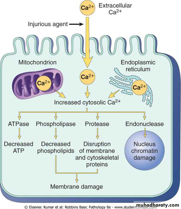 Cell Injury