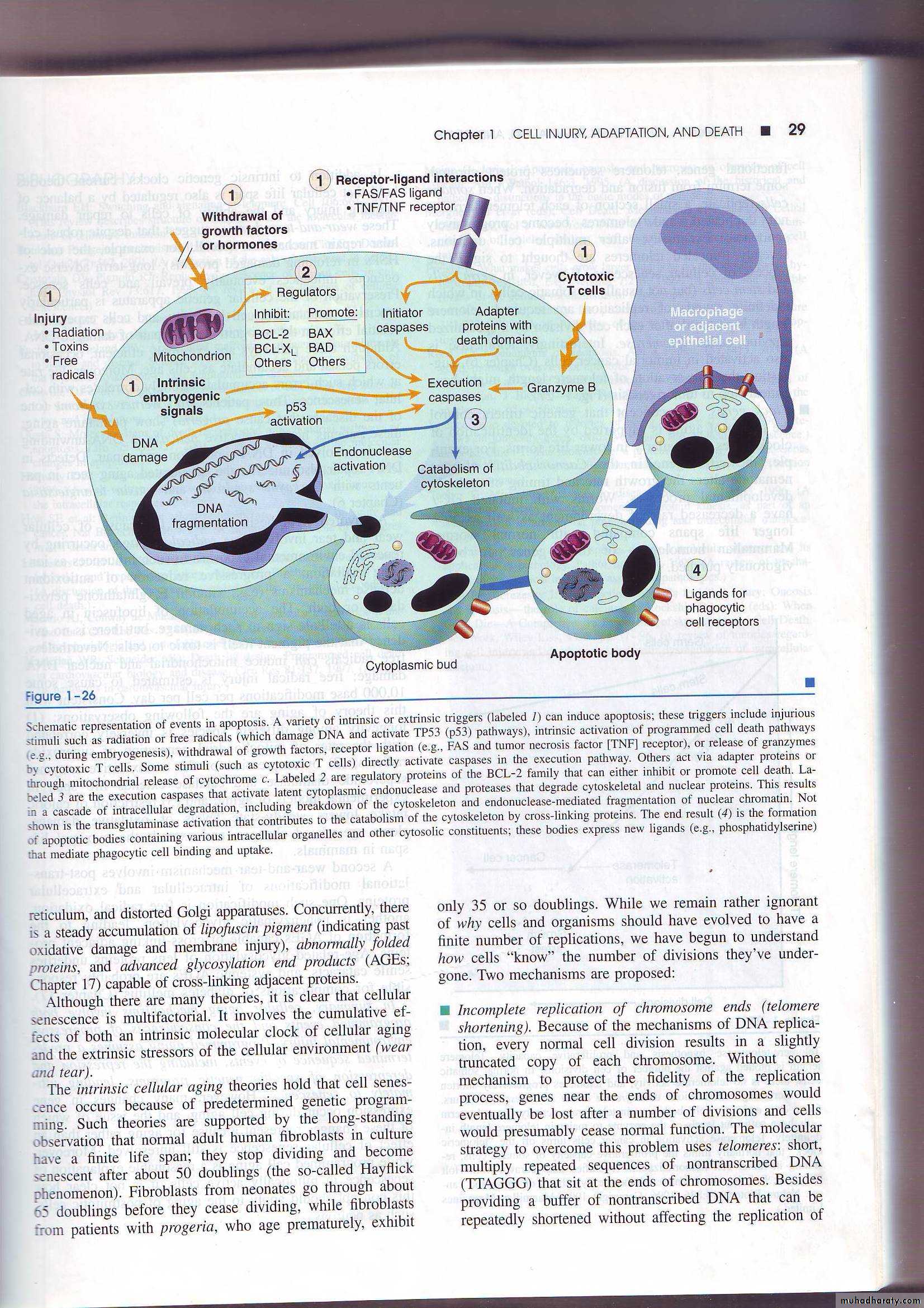 Cell Injury