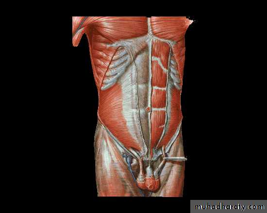 Surgical Incision