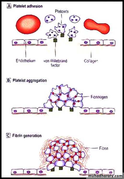 Platelet and Hemostasis