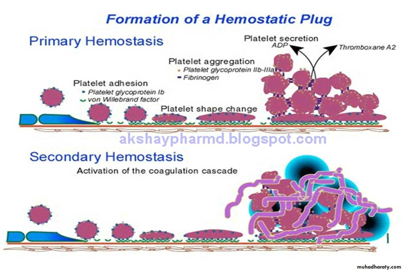 Platelet and Hemostasis