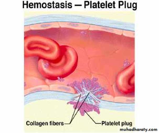 Platelet and Hemostasis