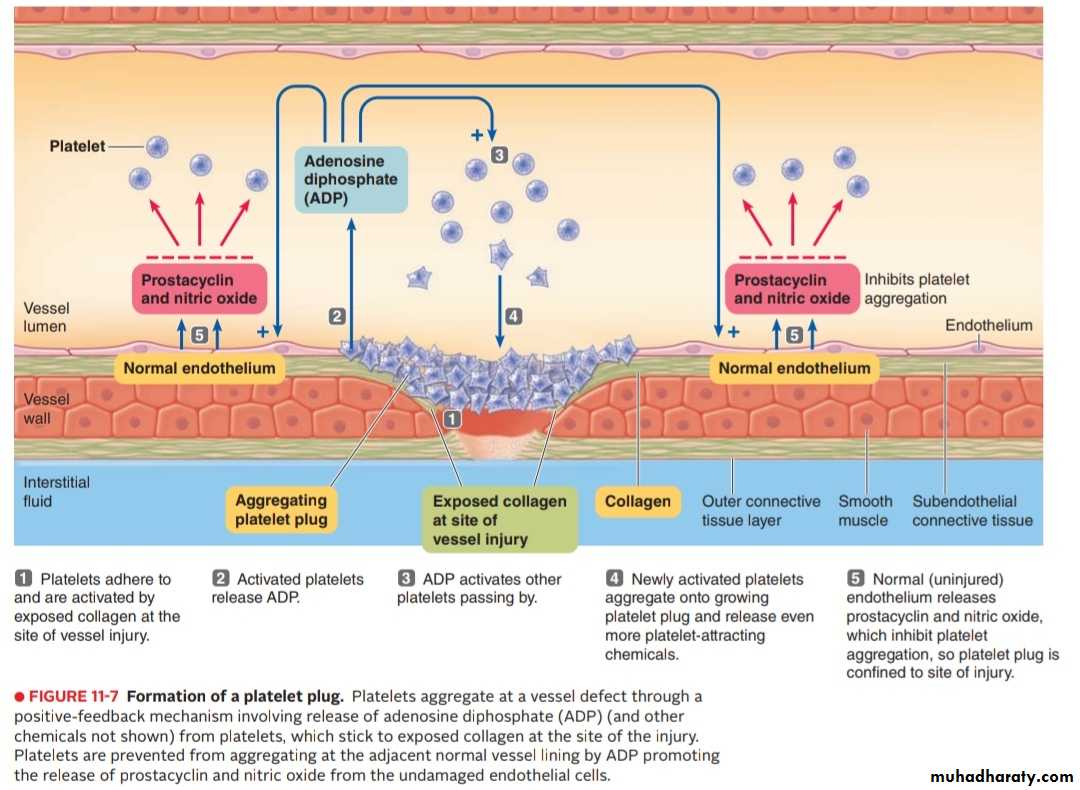 Platelet and Hemostasis
