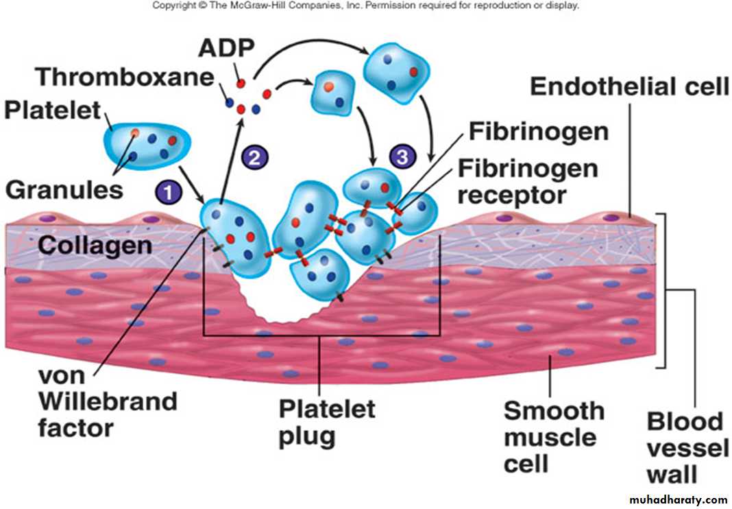 Platelet and Hemostasis