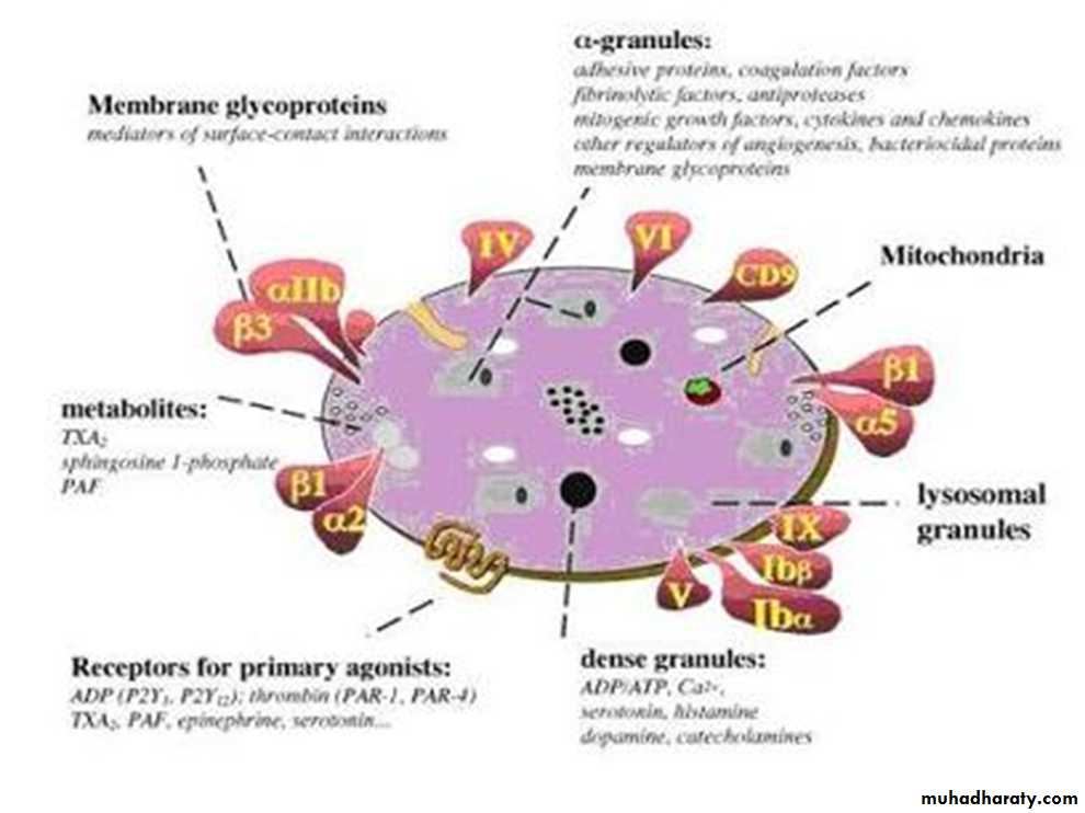 Platelet and Hemostasis