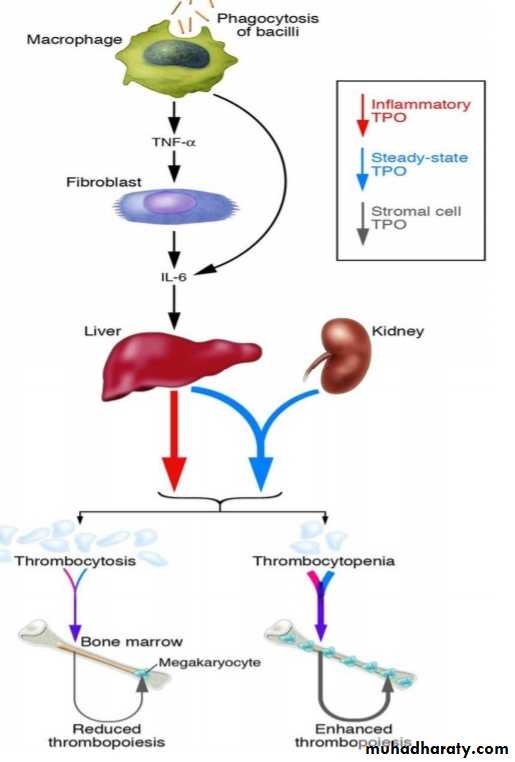 Platelet and Hemostasis