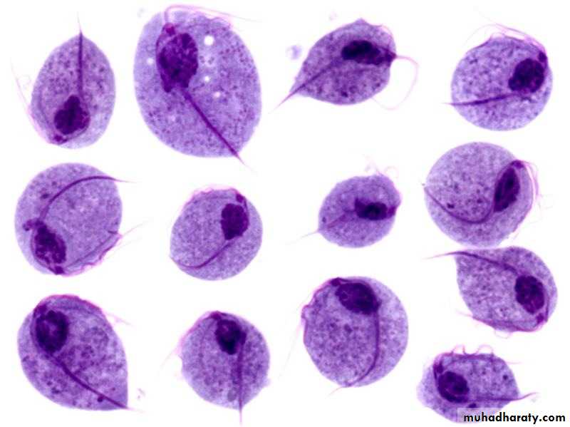 Species of Trichomonas