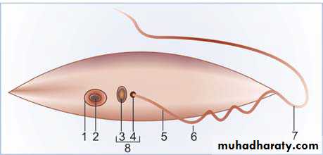 Species of Trichomonas