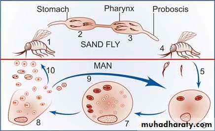 Species of Trichomonas