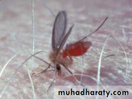 Species of Trichomonas