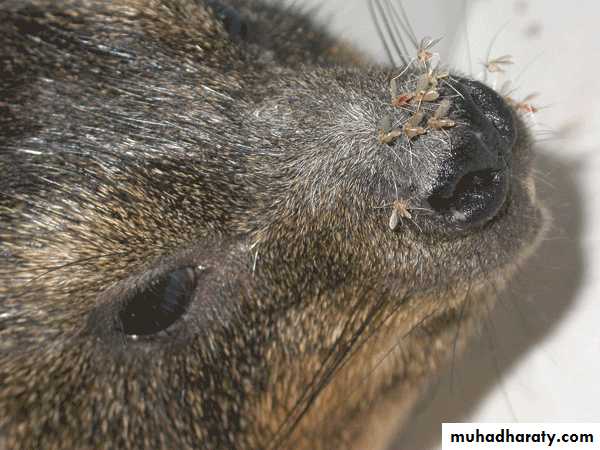 Species of Trichomonas