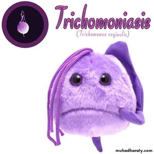 Species of Trichomonas