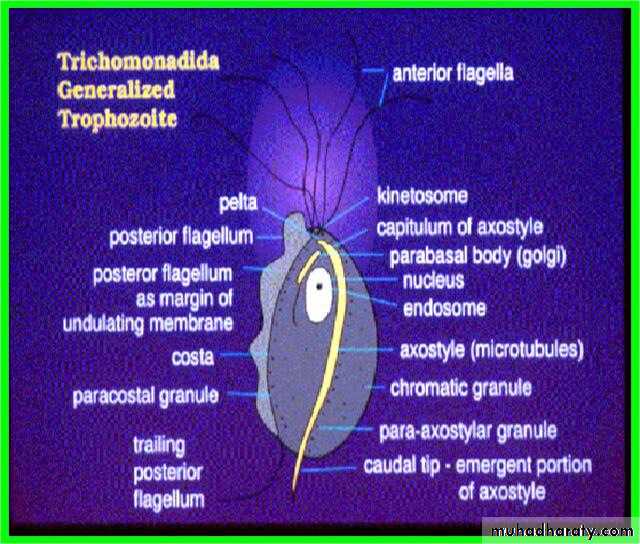 Species of Trichomonas