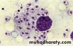 Species of Trichomonas