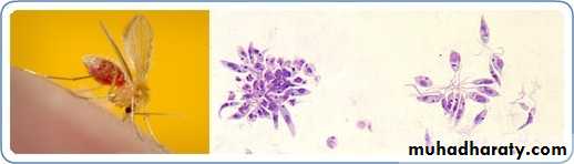 Species of Trichomonas