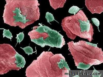 Species of Trichomonas