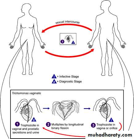 Species of Trichomonas