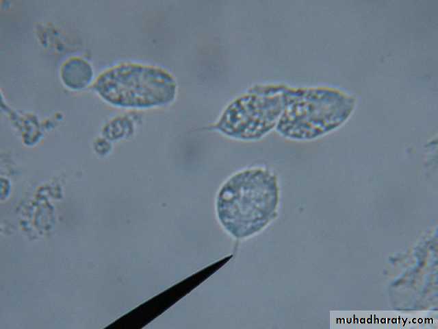 Species of Trichomonas