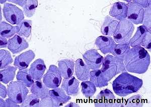 Species of Trichomonas