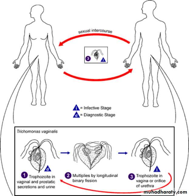 Species of Trichomonas