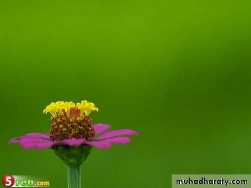 Clostridium Species