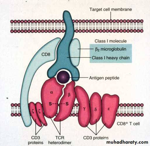 Cell Receptors