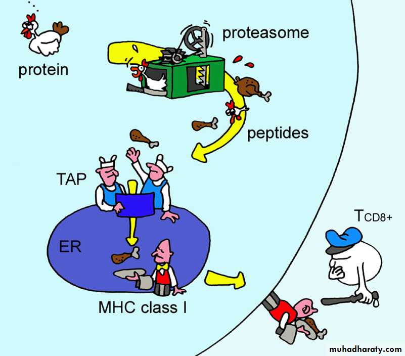 Cell Receptors