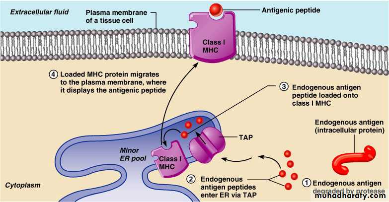 Cell Receptors