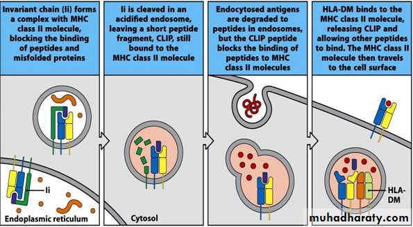 Cell Receptors