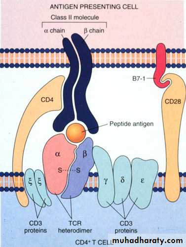 Cell Receptors