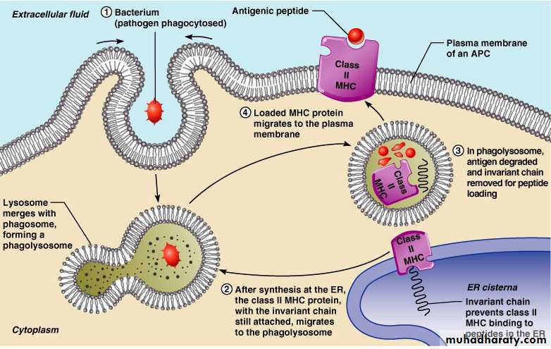 Cell Receptors