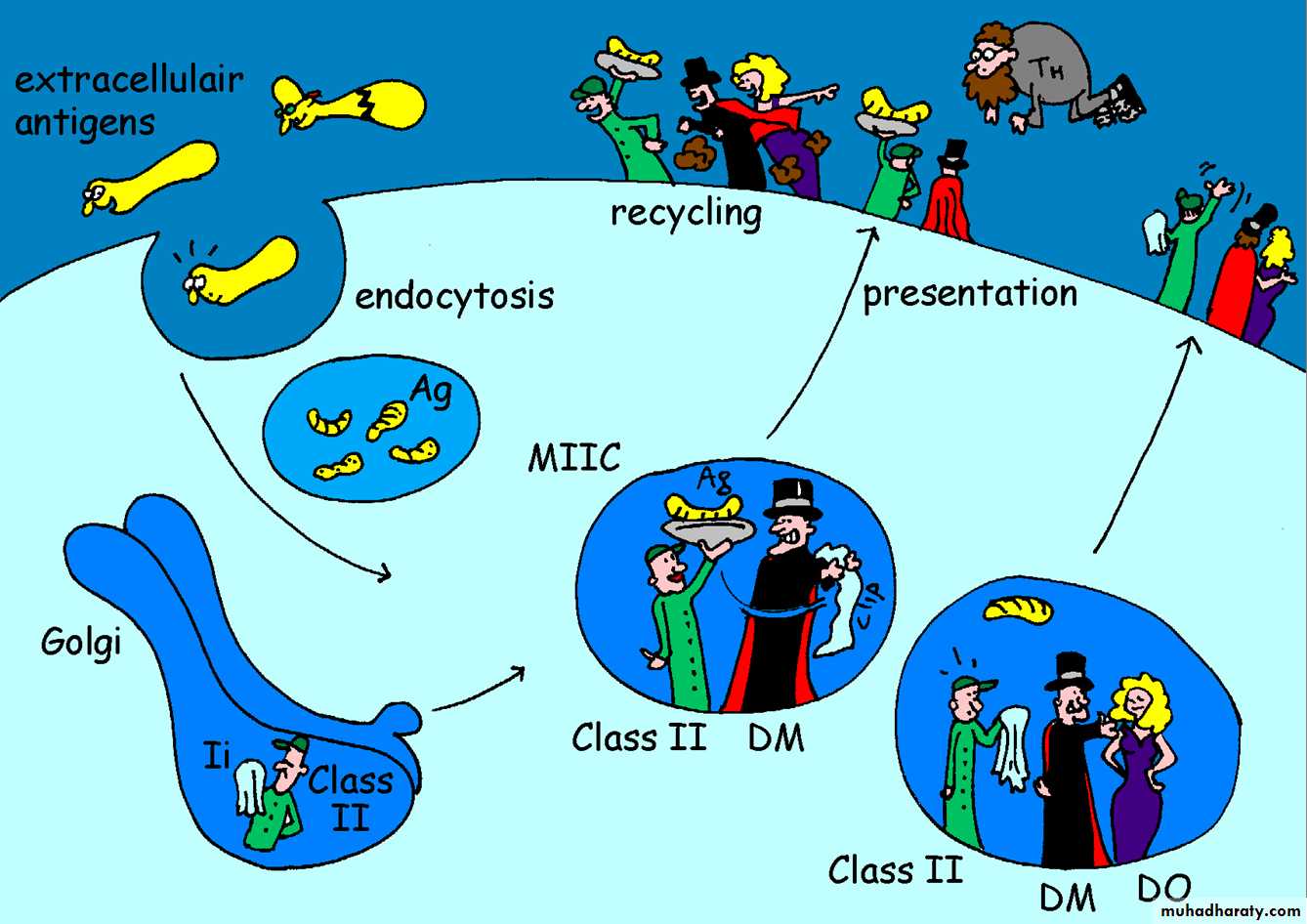 Cell Receptors