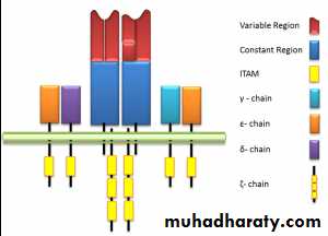 Cell Receptors