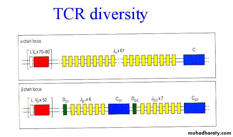 Cell Receptors
