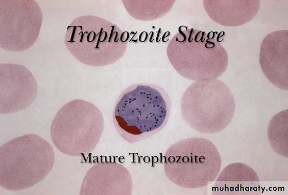 Sporozoa Coccidia