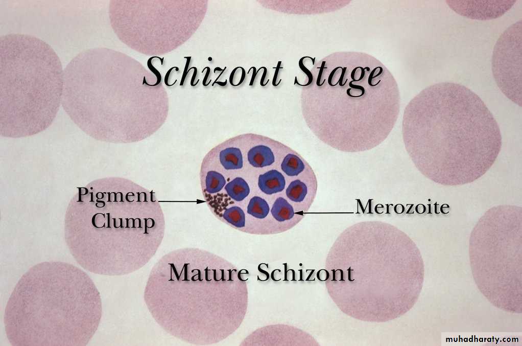 Sporozoa Coccidia
