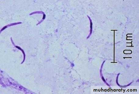 Sporozoa Coccidia