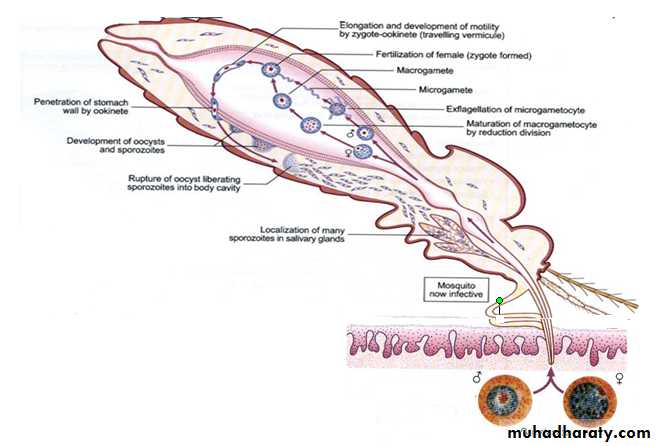 Sporozoa Coccidia