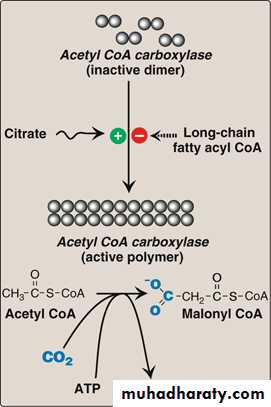 Fatty Acids