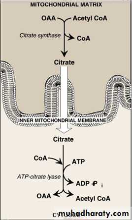 Fatty Acids
