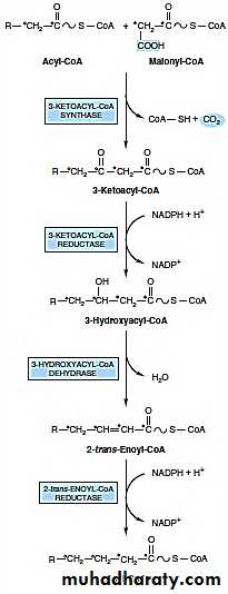 Fatty Acids