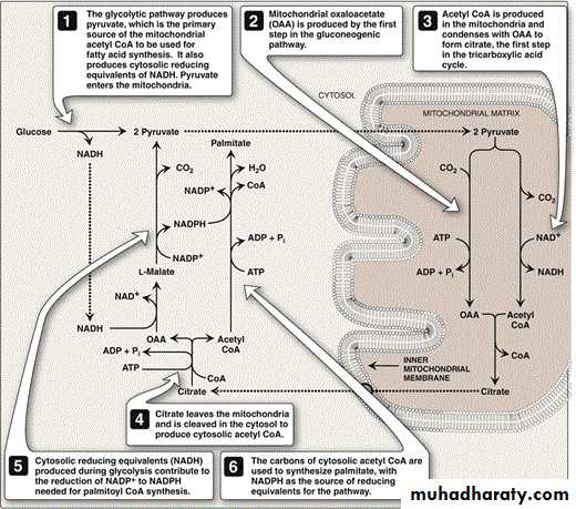 Fatty Acids