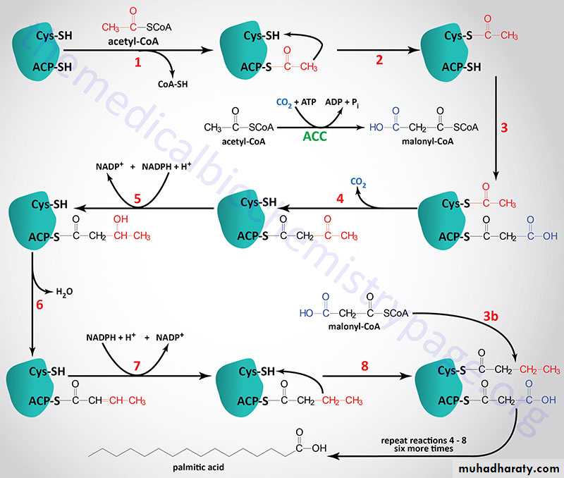 Fatty Acids