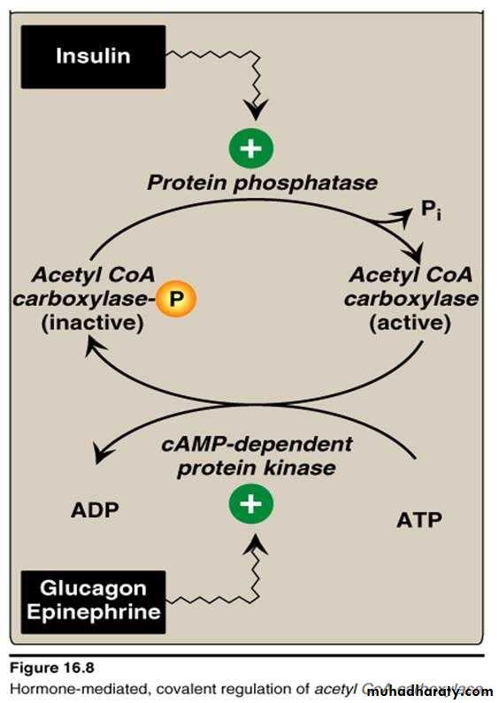 Fatty Acids