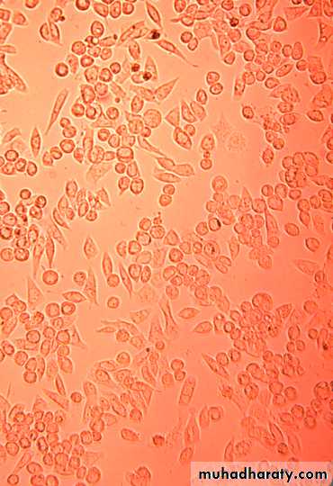 Cultivation, Detection and Quantitation of Viruses