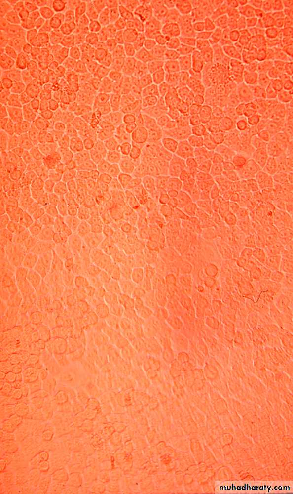 Cultivation, Detection and Quantitation of Viruses